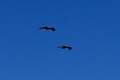 aquila reale-steinadler-10 Picture 10