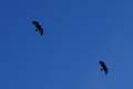 aquila reale-steinadler-11 Picture 11